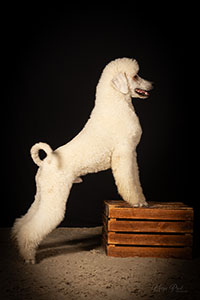 Toilettage bien-être pour chien à Somme-Leuze